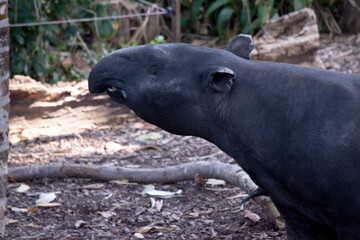 the front and black or the Malaysian tapir are black and the midsectiion is white.  There nose and lip are extended to form a  short prehensile snout.