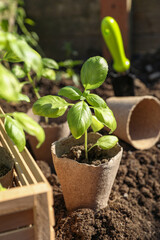Beautiful seedlings in peat pots on soil outdoors