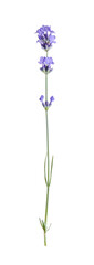 Beautiful blooming lavender flower isolated on white