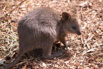 The Quokka is a small wallaby with thick, coarse, grey-brown fur with lighter underparts. Its snout is naked and its ears are short.