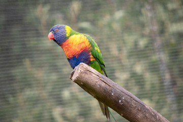 Naklejka premium The rainbow lorikeet has a bright yellow-orange/red breast, a mostly violet-blue throat and a yellow-green collar.