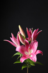 Beautiful pink lily flowers on black background, space for text