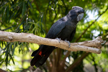 the Male Red-tailed Black Cockatoos are black with two vibrant red stripes in the tail. They also have a very full crest and a black bill.