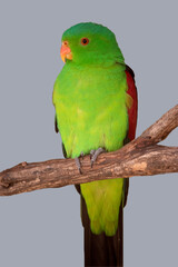 the red winged parrot is the only mainly green parrot with large red shoulder patches