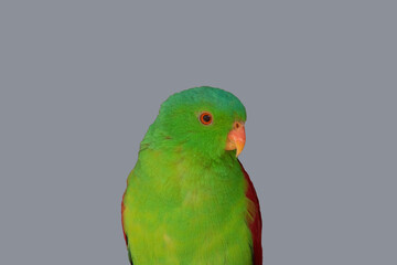 the red winged parrot is the only mainly green parrot with large red shoulder patches
