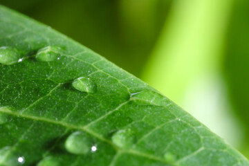 Macro photo of leaf with water drops on blurred green background