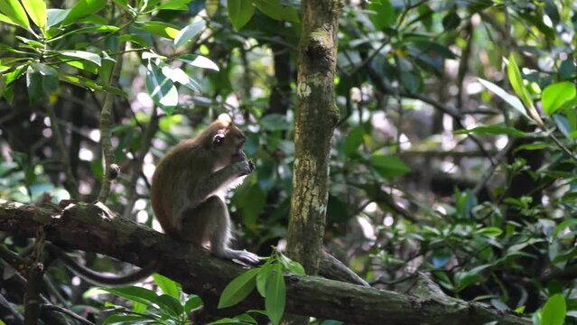 baby crab-eating macaque, long tailed macaque, macaca fascicularis sitting and eating  in a natural forest of Tarakan, Indonesia.