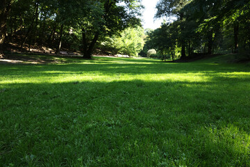 Fototapeta na wymiar Beautiful fresh green grass in park on sunny day