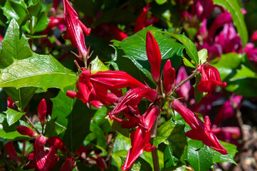 Sydney Australia, flowering  Mount Blackwood Holly shrub an Australian native