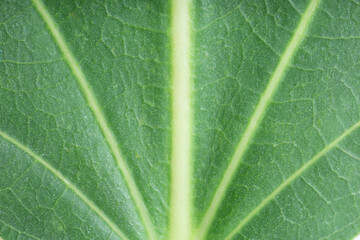 Texture of green leaf as background, macro photo
