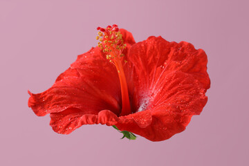 Beautiful red hibiscus flower with water drops on pale pink background - obrazy, fototapety, plakaty