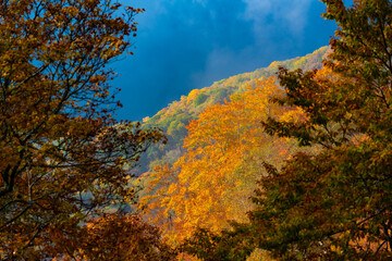 Fototapeta premium 紅葉と朝もや