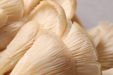 Fresh oyster mushrooms on grey background, macro view