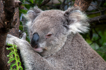 Sydney Australia, closeup of a koala sitting in tree