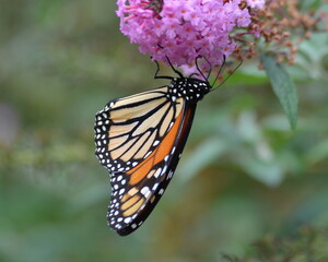 Monarch Butterfly on Flower