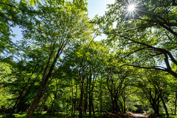 新緑に包まれた癒しの森のイメージ