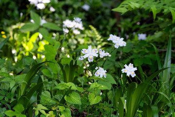 新緑に包まれた癒しの森のイメージ