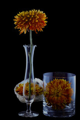 A Tale of Three Blooms