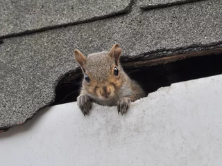 Fotobehang Squirrel in Roof  © Mark