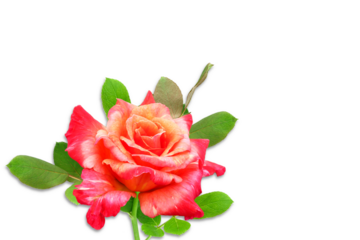 colorful beautiful orange rose flower bloom,for valentines day or love,religion,holiday related concept,cutout transparent background,png format