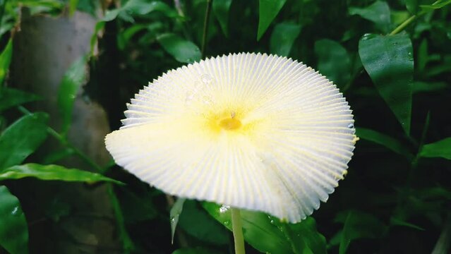 Leucocoprinus fragilissimus mushroom, a type of mushroom that is very fragile and grows in tropical forests