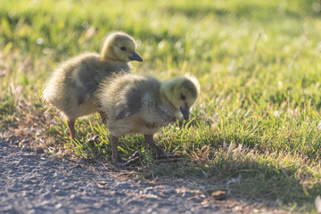 カモの赤ちゃん