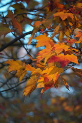 autumn leaves in the fall