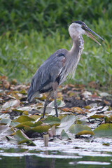 landed heron