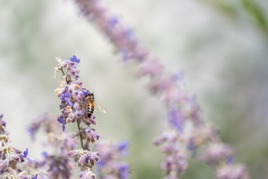 A lone honeybee pollinates a lavender flower while gathering nectar; a macro image of a bee on a flower with a shallow depth of field.
