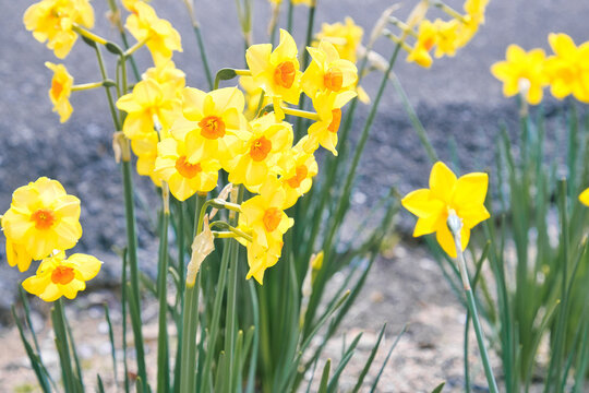 	黄色いスイセンの花