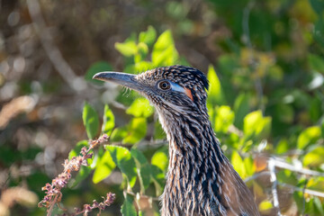 Portrait of a Greater Roadrunner standing in profile among green plants, with a clear view of the blue and orange accents near the bird’s eye.