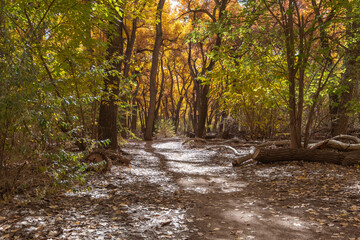 Fototapeta premium A hiking trail in a beautiful autumn forest, partially covered in fallen leaves, and with long tree shadows stretching towards the camera.