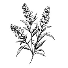 Flower Plant Twig Beautiful Fragrant Blooms Wallpaper Design Abstract Line Art Background Graphic