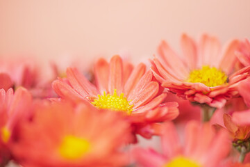 Orange with yellow chrysanthemum thin focal line. Macro photo of autumn flowers.