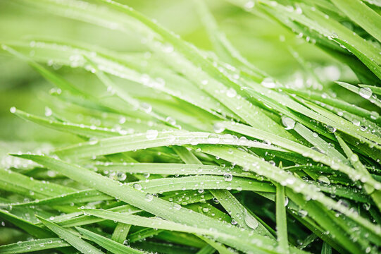 Macro photo of green grass with drops after rain. Macro photo nature. Grass as a background.