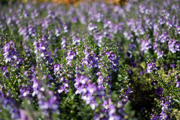 field of lavender