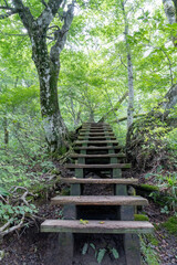 Obraz premium 大山夏山登山道
