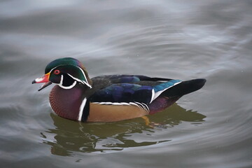 swans and ducks and bird in the lake