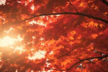 A picturesque view of a red autumn canopy, enriched with a colorful tint, showcasing the breathtaking beauty of fall foliage.
