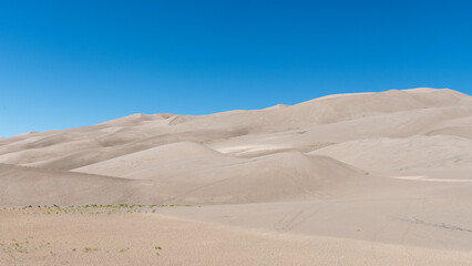 Fototapeta na wymiar A field of sand dunes under a bright blue sky at Great Sand Dunes National Park in southern Colorado. Sparse vegetation grows out of the sand in the foreground.