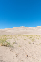 Vertical image of sand dunes under a bright blue sky at Great Sand Dunes National Park in southern Colorado. Sparse vegetation grows out of the sand in the foreground.
