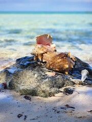 Obraz na płótnie Canvas Shells on the beach