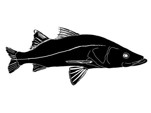 A black silhouette of a Snook Fish with a white outline and sketched