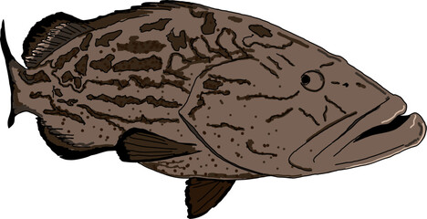 A Black Grouper fish