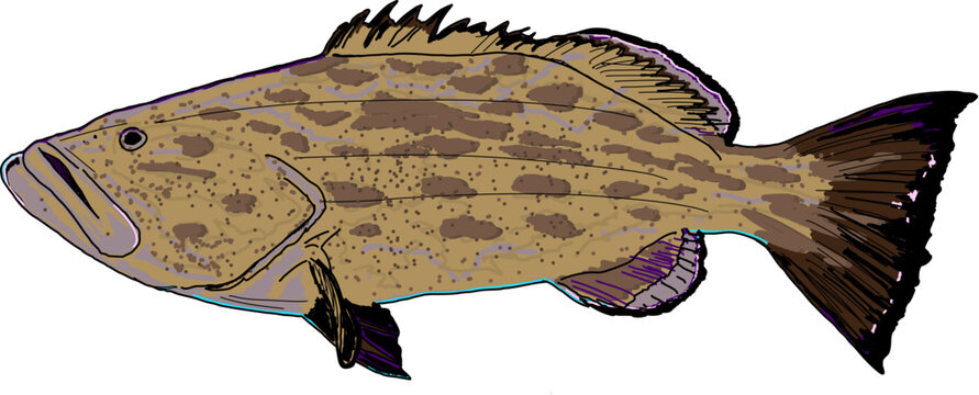 A colorful Black Grouper fish
