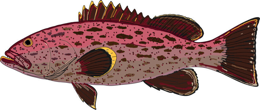 A beautiful Yellowfin Grouper fish