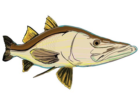 An artsy full colored Snook fish