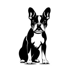 Boston Terrier - obrazy, fototapety, plakaty
