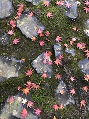 岡山県で有名な宝福寺の紅葉, Japan, autumn, 2023