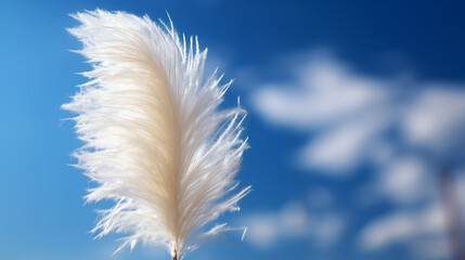 white feather on blue sky
